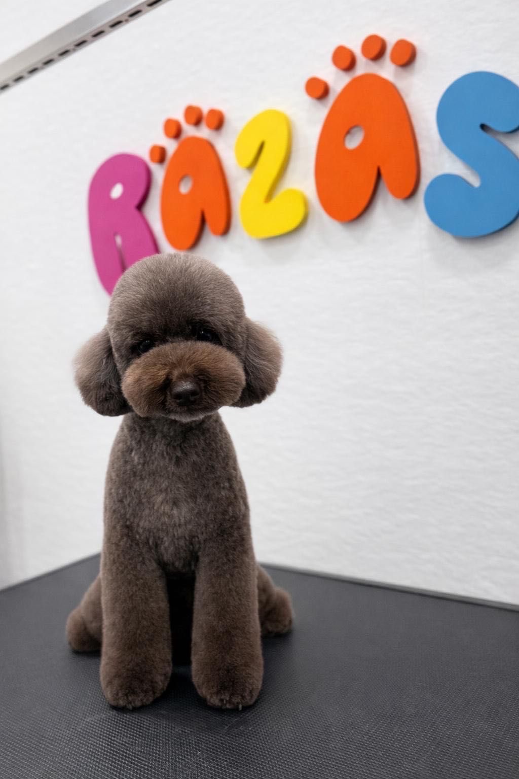 Razas Pet Shop